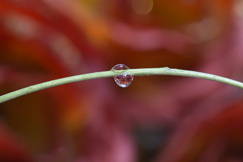 Beaded Beauty